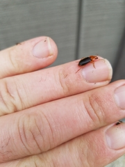 Amphasia interstitialis