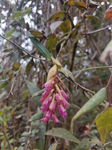 Image of Elleanthus maculatus by (c) Daniel Mesa, some rights reserved (CC BY)