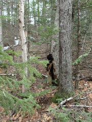 Inonotus obliquus sterilis