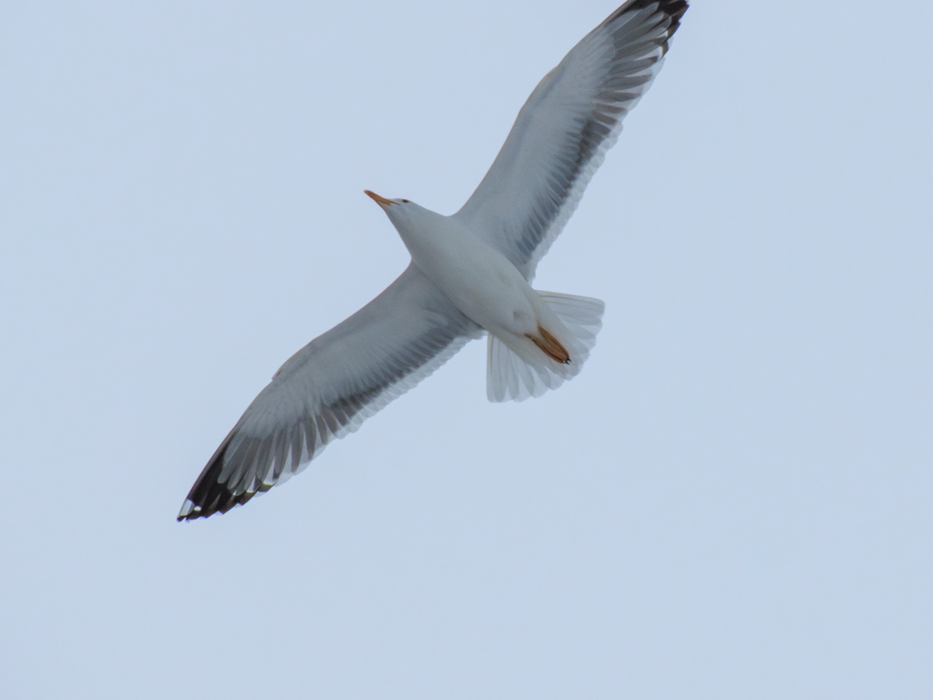 Steppe Gull from Красноглинский р-н, Самара, Самарская обл., Россия on ...