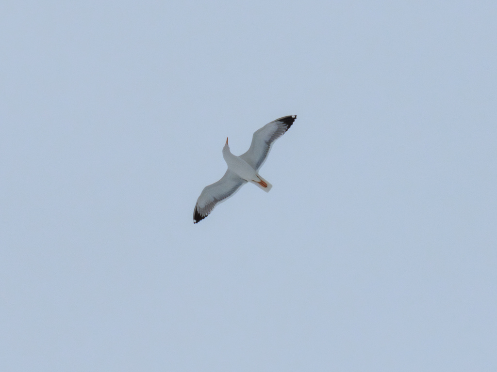 Steppe Gull from Красноглинский р-н, Самара, Самарская обл., Россия on ...