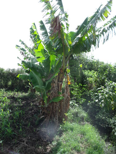 Cavendish banana