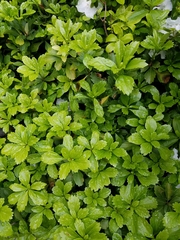 Pachysandra