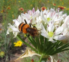 Trichodes bibalteatus