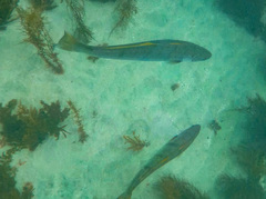 Atractoscion nobilis