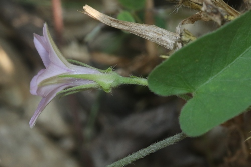 Ipomoea sinensis