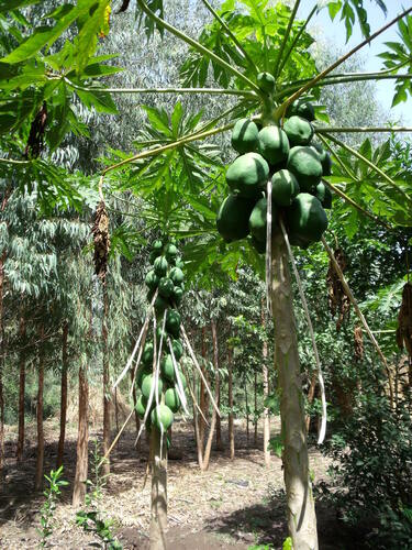 Papaya