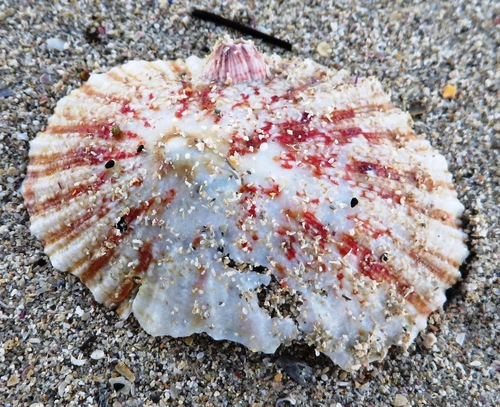 Cymbula miniata