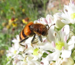 Trichodes bibalteatus
