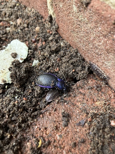 Rough Violet Ground Beetle, Manpadslaan, Vogelenzang, Noord-Holland, NL, photo 6 of 10