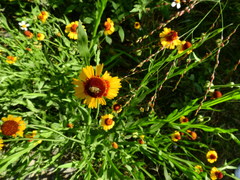 Helenium amphibolum