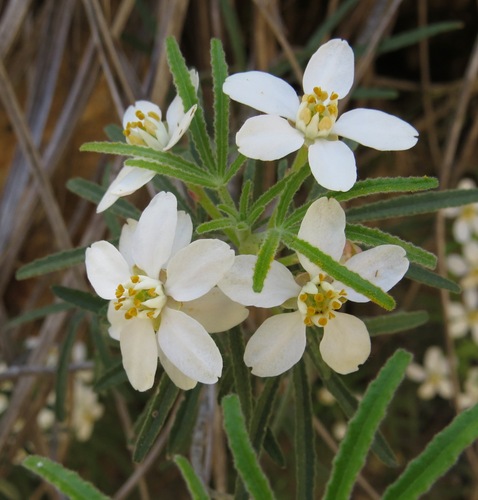 Choisya dumosa var. mollis