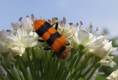 Trichodes bibalteatus