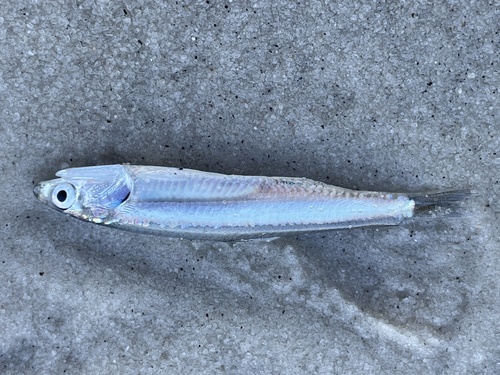 Zilveransjovis (Engraulis eurystole) — Engraulidae — 2