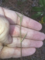 Dichanthelium dichotomum