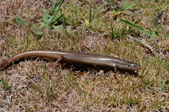 Lanza's Skink photo 3