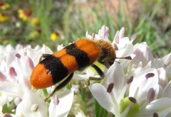 Trichodes bibalteatus