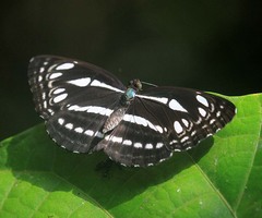 Neptis duryodana nesia