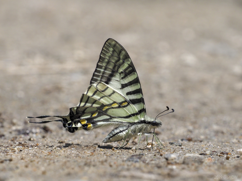 Six-bar Swordtail