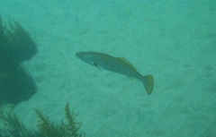 Atractoscion nobilis