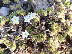 Euploca confertifolia