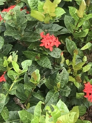 Ixora