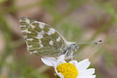 Pontia daplidice