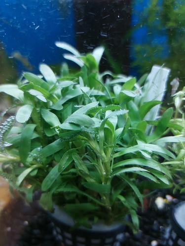 Heteranthera zosterifolia iNat (2)