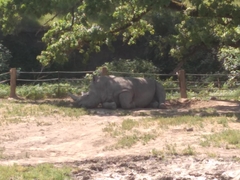 Ceratotherium simum