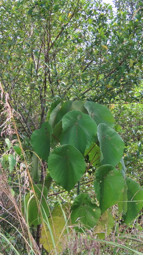 Macaranga indica (Macaranga indica)