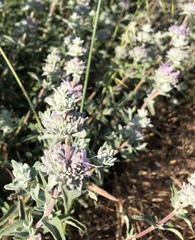 Salvia leucophylla