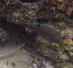 Canthigaster papua