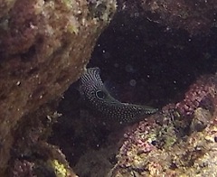 Canthigaster papua