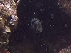 Canthigaster papua