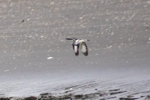Pied Kingfisher