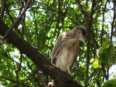 Nycticorax nycticorax