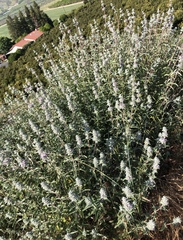 Salvia leucophylla
