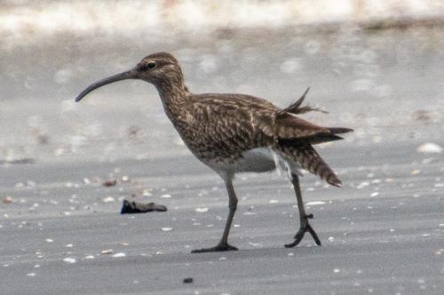 Eurasian Whimbrel