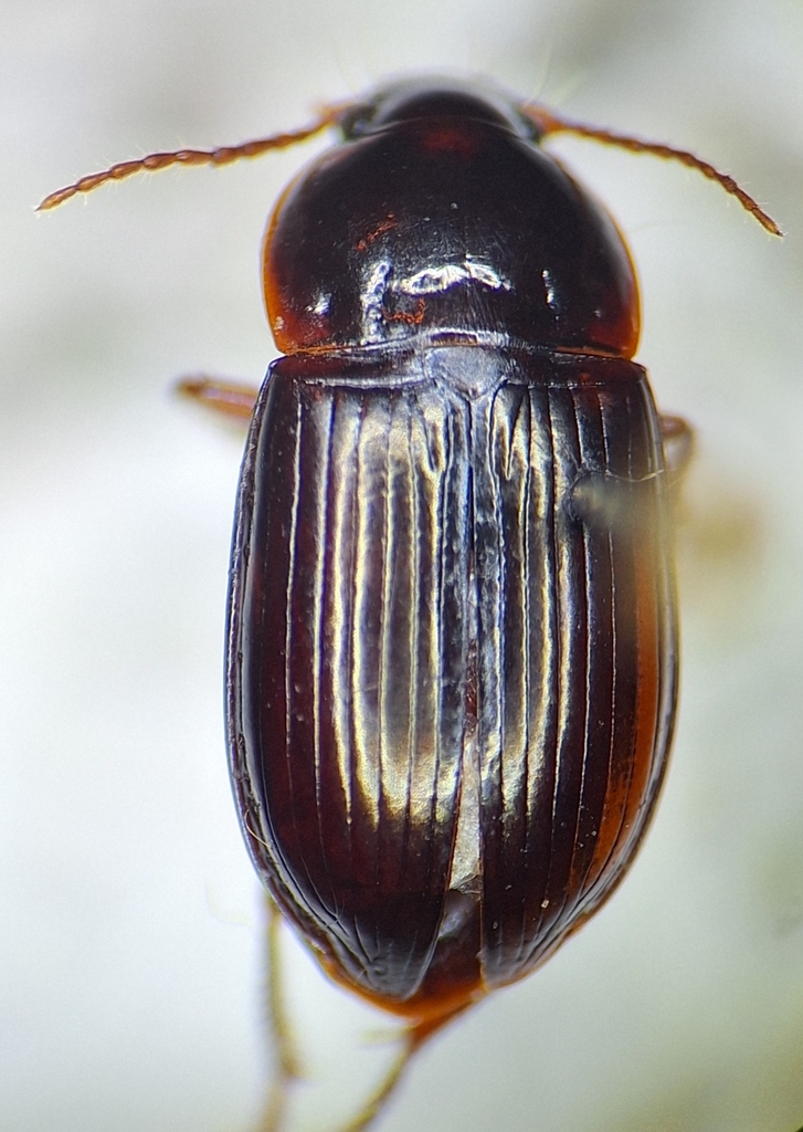 Marked Ground Beetle
