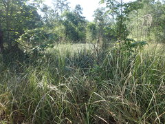 Cladium mariscus jamaicense