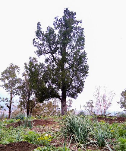 sandarac tree