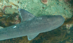 Notorynchus cepedianus