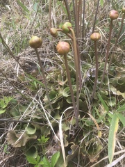 Sarracenia purpurea venosa