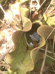 Sarracenia purpurea venosa