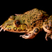 Fork-tongued Frogs - Photo (c) Brian Gratwicke, some rights reserved (CC BY)