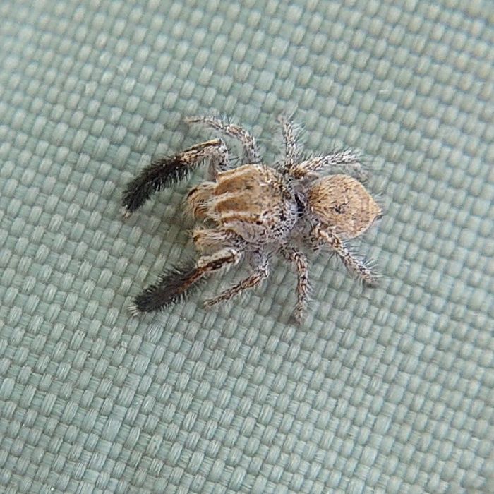 Marusyllus mongolicus