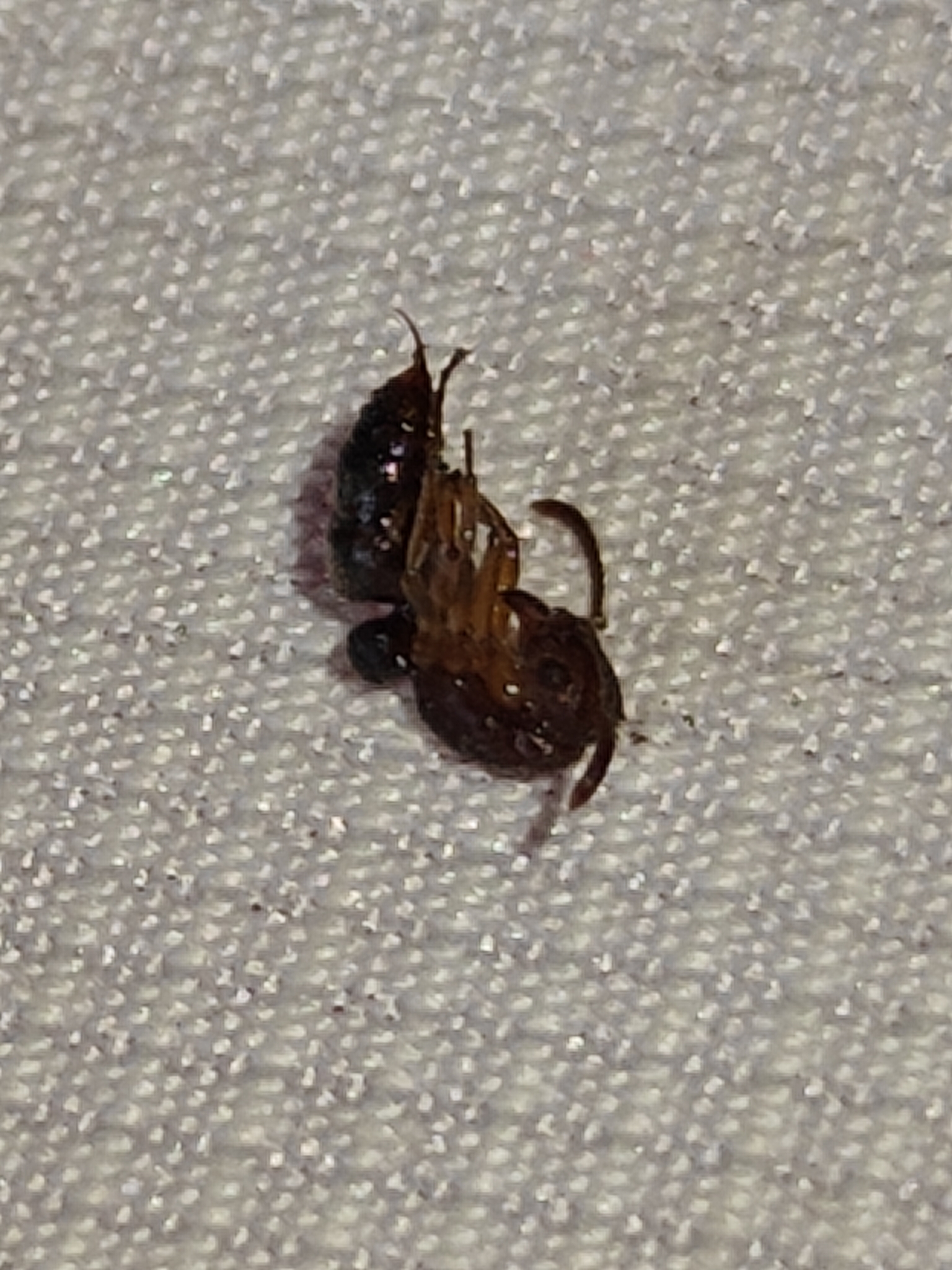 Neoponera moesta