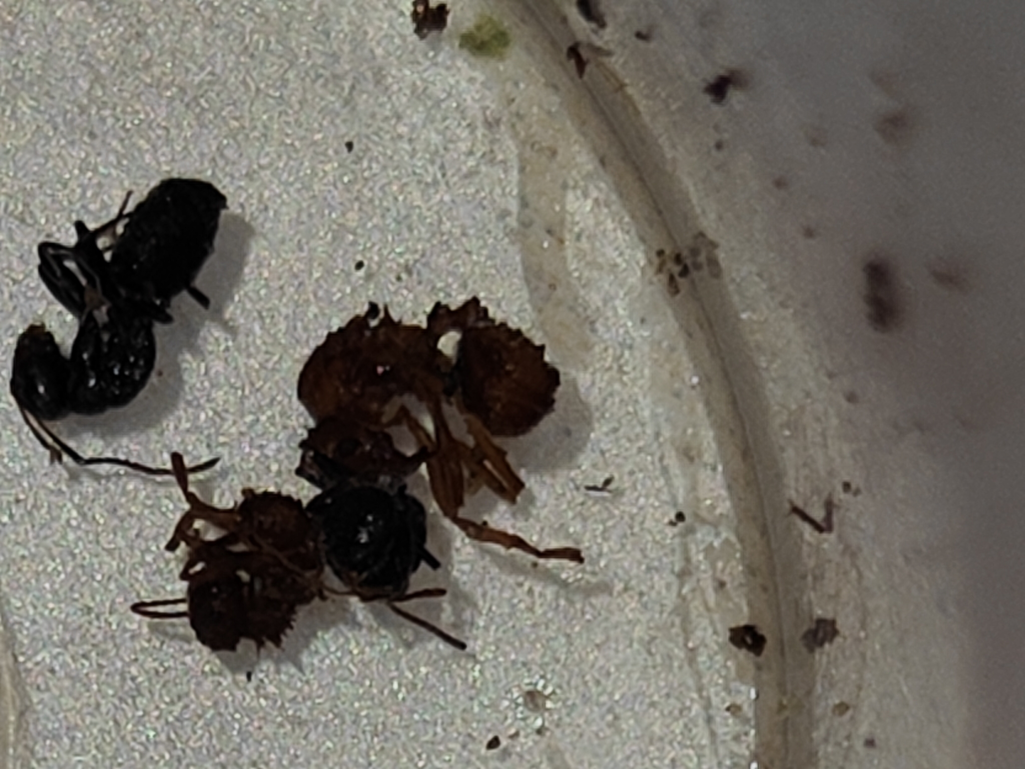 Paratrachymyrmex intermedius