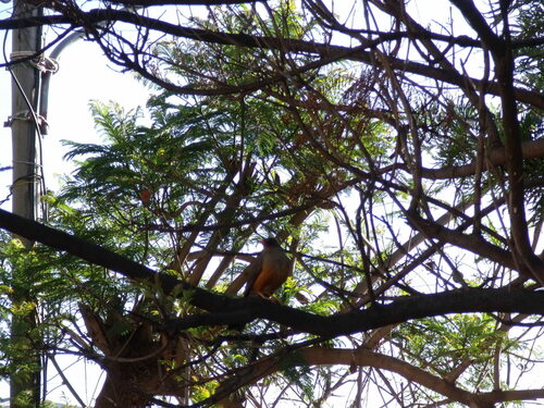 Abyssinian Thrush