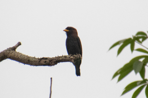 Broad-billed Roller